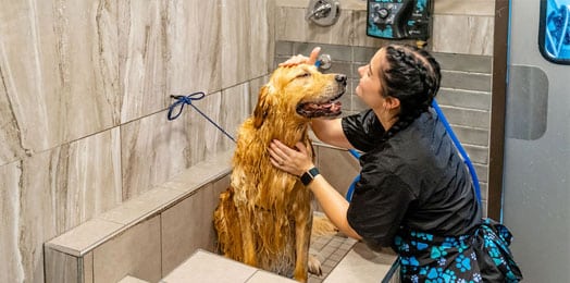 dog getting the spa treatment